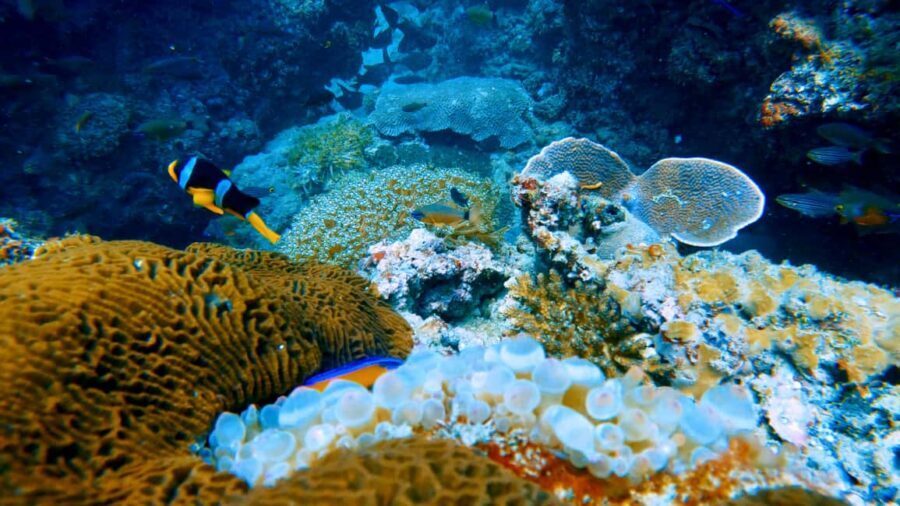 Qantab Beach: Discover Scuba Diving Experience - The Itinerary: What’s Included and How It Unfolds