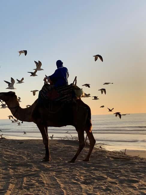 Quad Biking & Camel Riding Combo: Thrill Meets Tradition - Practical Details and Tips
