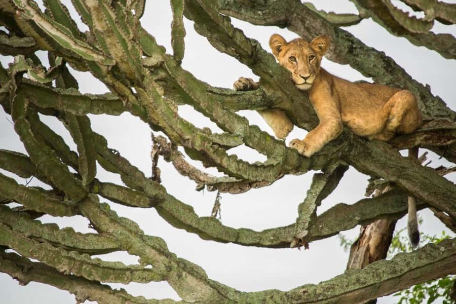 Queen Elizabeth National Park: 2 Days Wildlife Safari - A closer look at the Queen Elizabeth National Park Safari