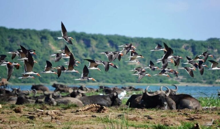 Queen Elizabeth National Park 3-Day Trip from Kampala - Transportation, Comfort, and Group Size