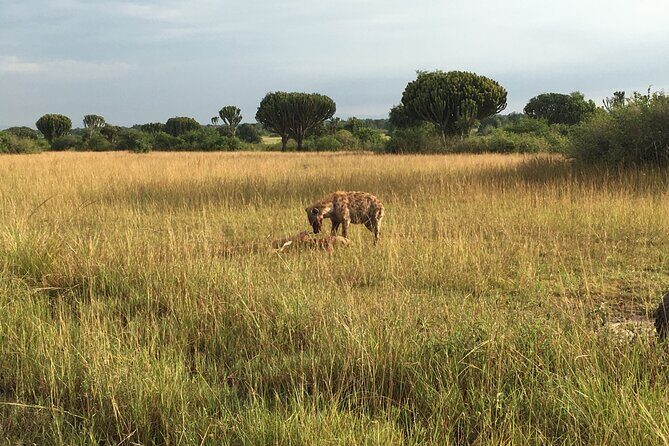 Queen Elizabeth Open Safari Jeeps for game drives. - Frequently Asked Questions