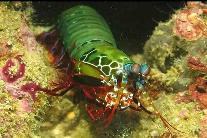 Racha Noi and Racha Yai Dive Trip from Phuket - Transportation, Duration, and Practicalities