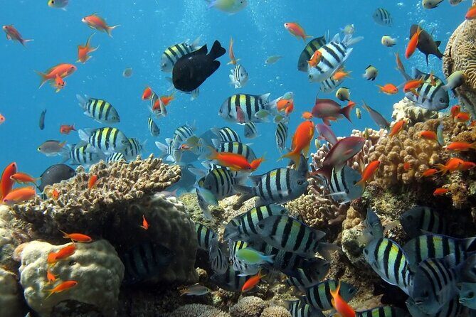 RAID Try-Dive Experience in Kota Kinabalu - What’s Included and What’s Not