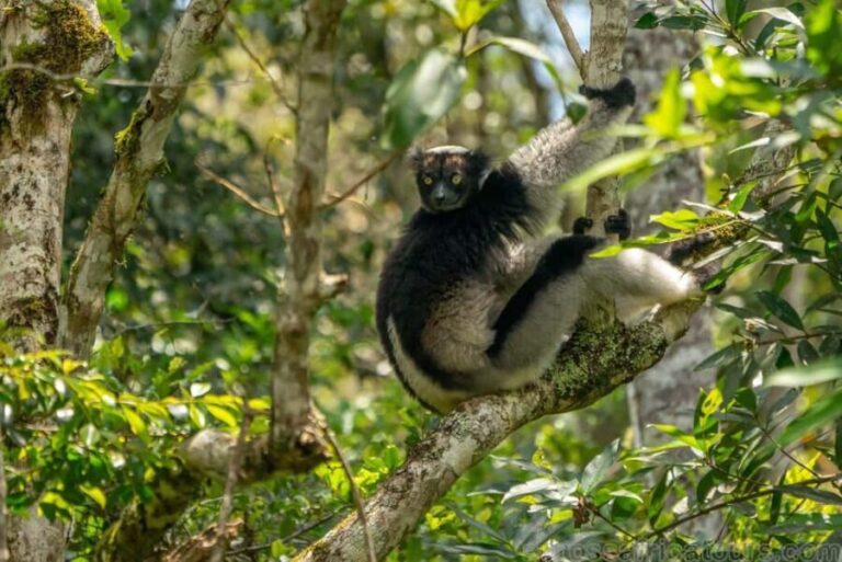 Ranomafana National Park & Antisirabe Safari 5 Days/4 Nights - A Deep Dive into the Tour Experience