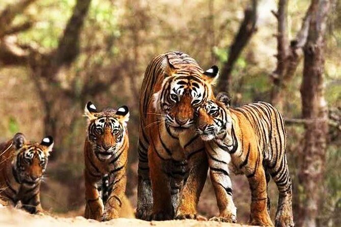 Ranthambhore Tiger Tour of Delhi, Agra, and Jaipur 5 Star Hotel - FAQ