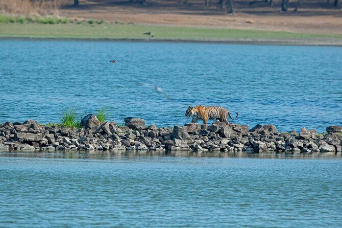 Ranthambore Day Trip from Jaipur with Jeep / Canter Safari - The Itinerary: What to Expect on Your Day