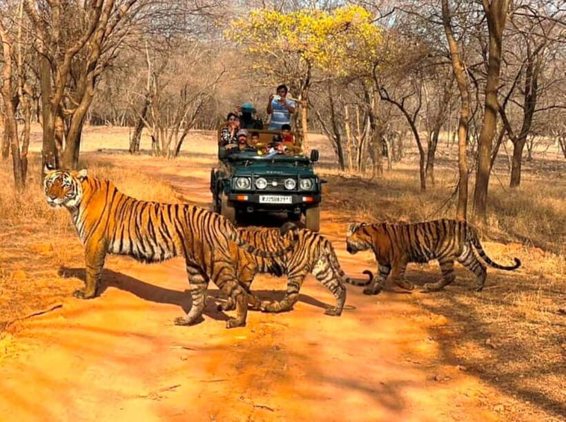 Ranthambore National Park: Jeep Safari from Sawai Madhopur - Meeting Point and Logistics