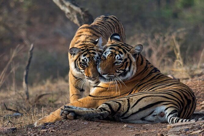 Ranthambore National Park one day safari From Jaipur - The Sum Up