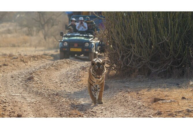 Ranthambore national park Safari Booking  Jeep & Canter Tours - The Safari Vehicles: Jeep & Canter