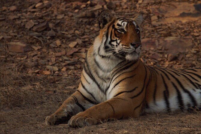 Ranthambore Safari Booking - The Itinerary in Detail: What Makes Each Part Special