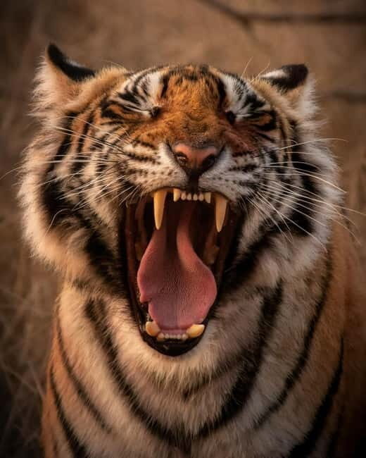 Ranthambore safari by Canter ( 20 seater bus) - What to Expect on Your Safari