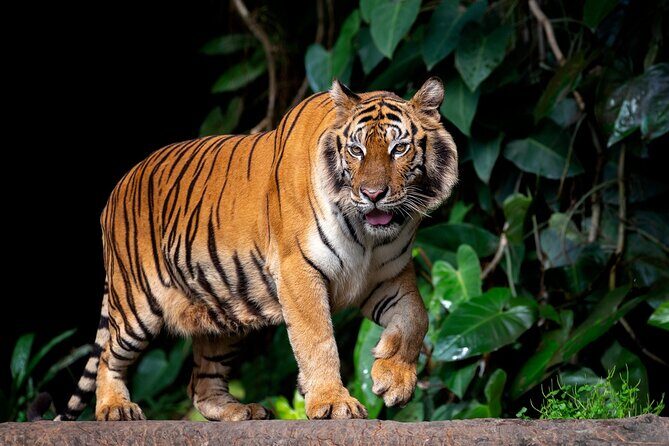 Ranthambore tiger reserve day trip from Jaipur All Inclusive - What Travelers Love About This Tour