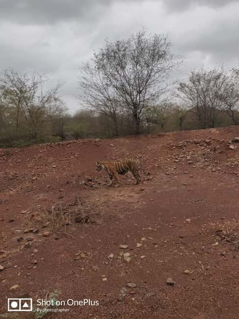 Ranthambore Tiger Safari Day Trip from Jaipur -All Inclusive - The Safari Experience: What You Can Expect