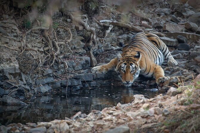 Ranthambore Tiger Safari Private Same Day Trip from Jaipur - The Experience: A Day in the Wild from Jaipur
