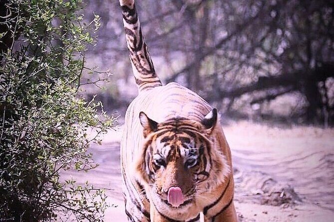 Ranthambore Wildlife Safari with Tickets & Transfer Options - The Itinerary: What to Expect