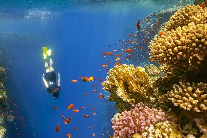Ras Abu Gallum & Blue Hole Snorkel Safari by Jeep and camel - The Sum Up: Is It Worth It?
