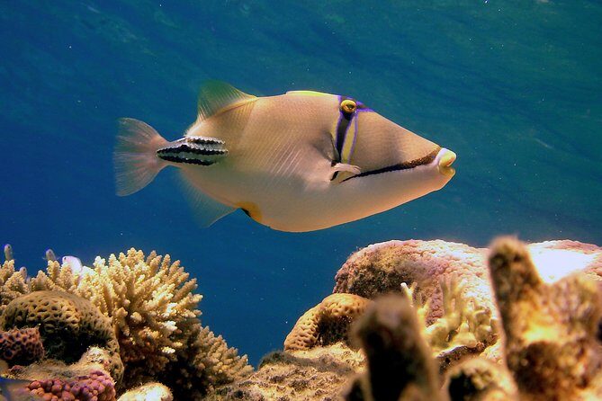 Ras Mohamed by Bus from Sharm elsheikh - Practical Tips for Travelers