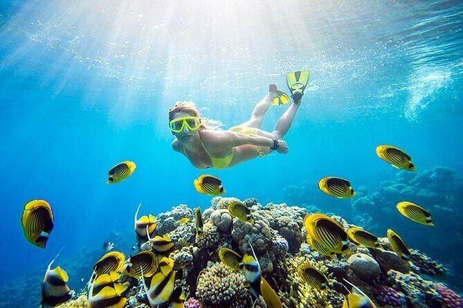 Ras Mohammed and White Island Snorkeling Sea Trip with Lunch - Deep Dive into the Details