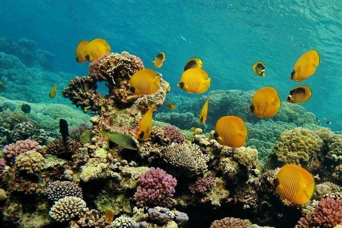 Ras Mohammed & White Island boat trip incl lunch and entrance fee - Is This Tour Right for You?