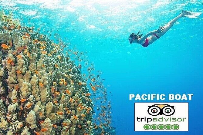 Real snorkel trip to explore Cham island by speedboat-SMALL GROUP - Snorkeling and Marine Life: What You Can Expect