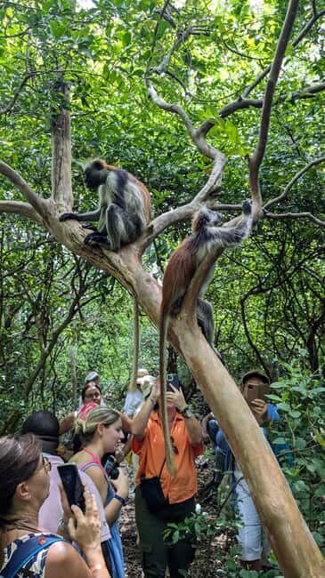 Red Colobus Monkey & Mangrove in Jozan Forest Group Tour 5+ - Authentic Experiences and Traveler Reviews