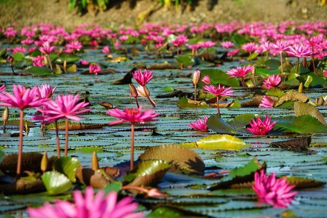 Red Lotus garden market with Thai culture halfday tour - Authenticity and Quality—What the Reviews Say