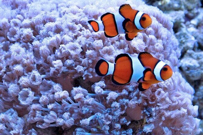 Red Sea Semi-Submarine Tour & Snorkeling experience : Hurghada - The Drawbacks and Considerations