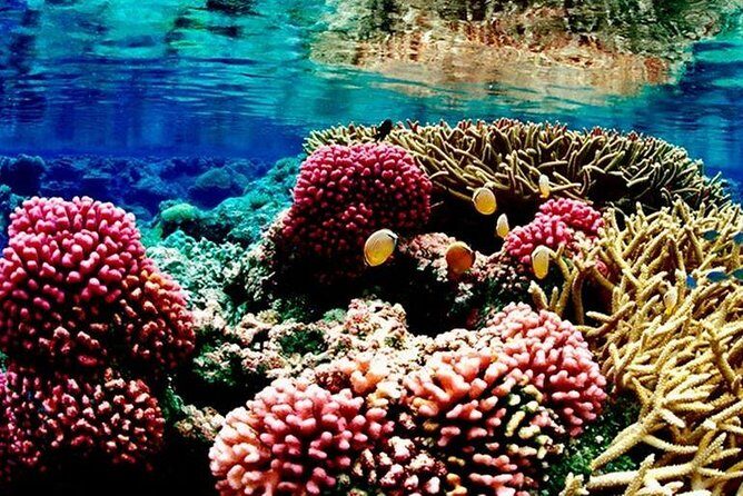 Red Sea: Semi Submarine Trip & Snorkeling - Practical Details and Tips