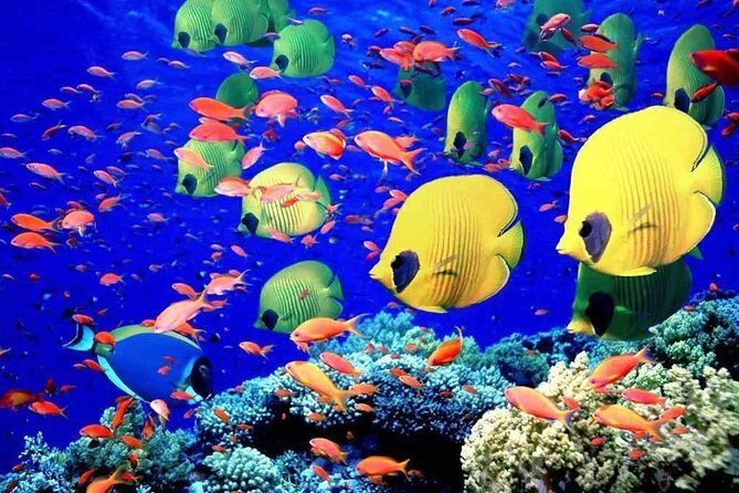 Red Sea Snorkeling from Hurghada - The Value Equation: Is It Worth It?