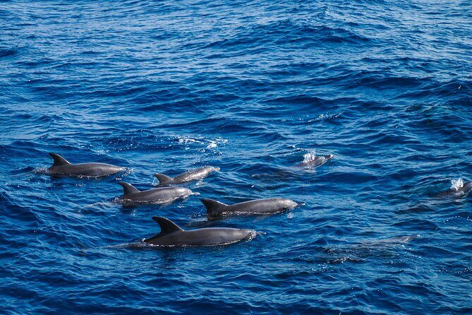 Red Sea Wonders Dolphin House Snorkeling Cruise & Lunch_ Hurghada - The Value of This Tour