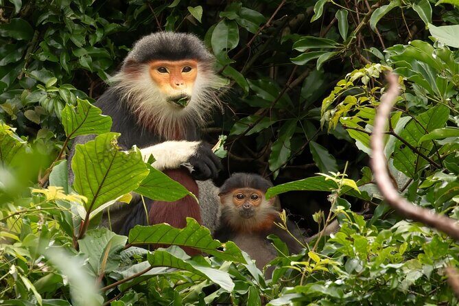 Red-shanked Douc - Private Motorbike Tour - Who Should Consider This Tour?