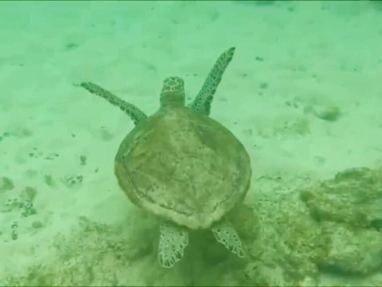 Reef snorkeling in Gatas Bay - The Itinerary: What to Expect During Your Day