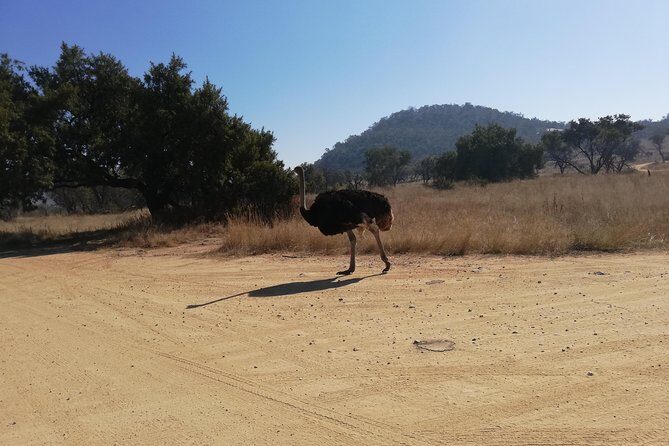 Rhino and Lion Park Half Day Safari from Johannesburg - The Value of the Experience