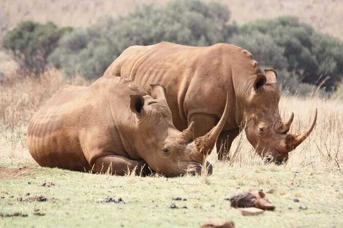 Rhino and Lion Park Safari Tour - Who Will Enjoy This Experience?