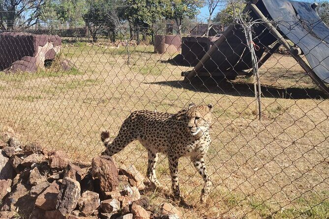 Rhino And Lion Safari with Wondercave Tour - Lunch and Relaxation at The Thatch Café