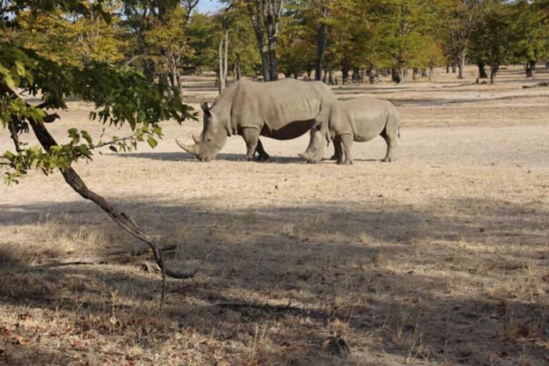 Rhino game drive - Mosi-oa-tunya national park - The Value of this Safari