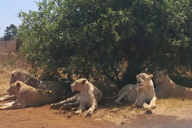Rhino & Lion Nature Reserve - Who Will Love This Tour?