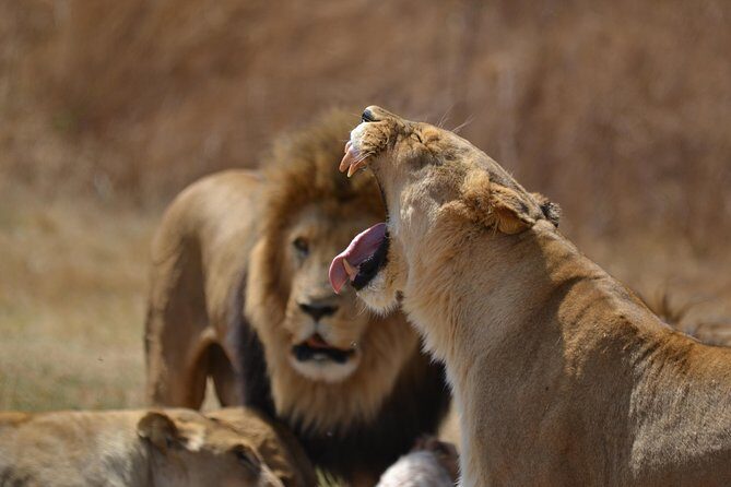 Rhino & Lion Park from Johannesburg - The Itinerary: What You’ll Experience