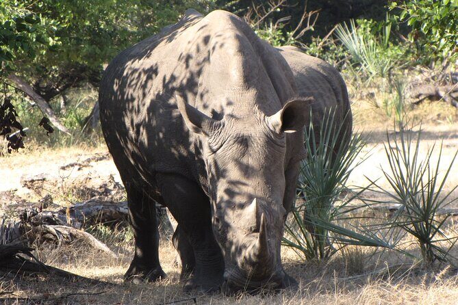 Rhino Walk - Who Is This Tour Best For?