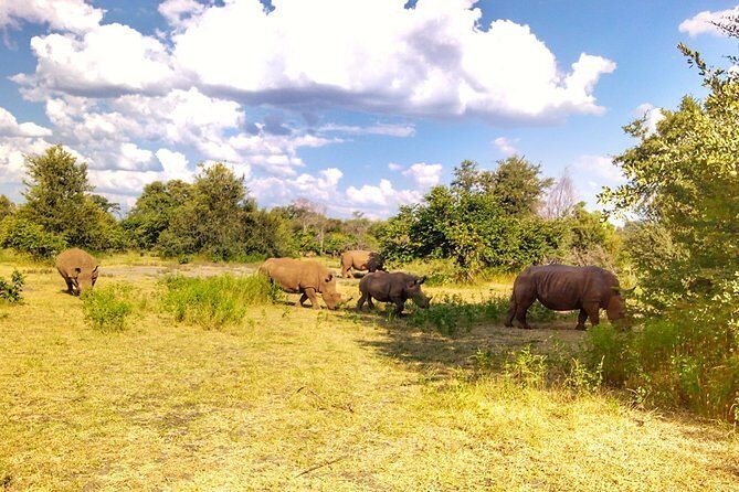 Rhino Walking Safari at Mosi-oa-Tunya National Park - The Sum Up: Is This Tour Worth It?
