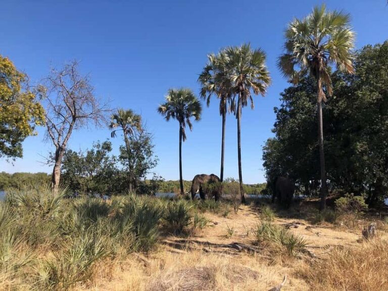 Rhino Walking Safari -Mosi -oa- Tunya National Park - What You Can Expect During the Safari