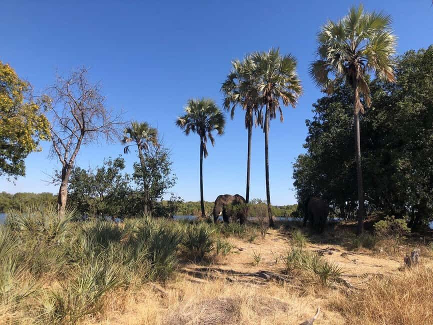 Rhino Walking Safari -Mosi -oa- Tunya National Park - What You Can Expect During the Safari