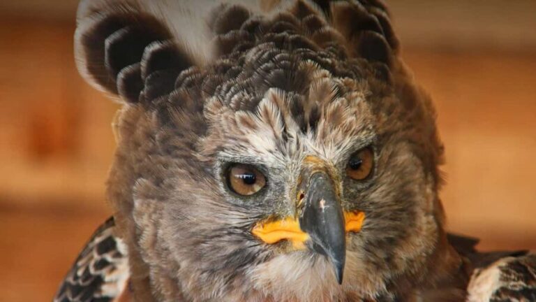 Richards Bay: Dlinza Forest Bird Watching Tour - Final Thoughts: Who Will Love This Tour?