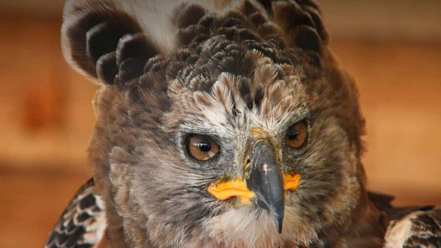 Richards Bay: Dlinza Forest Bird Watching Tour - Final Thoughts: Who Will Love This Tour?