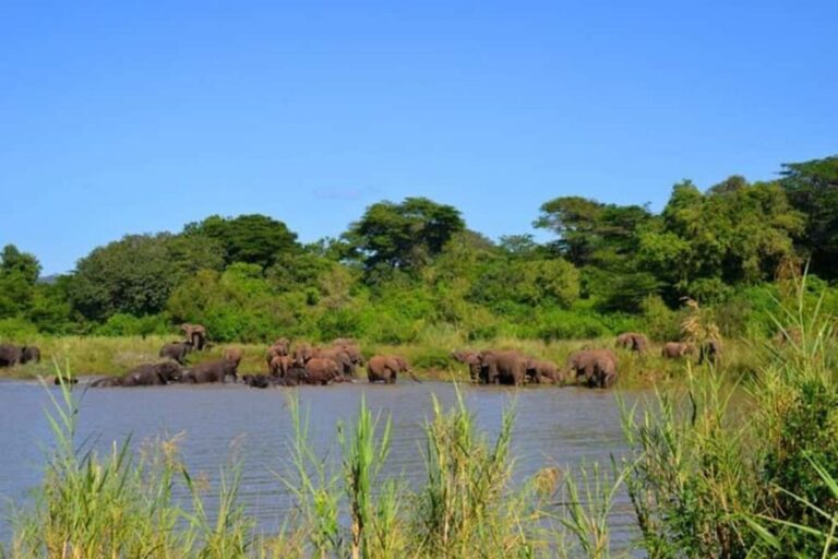 Richards Bay: Hluhluwe Imfolozi Park Excursion - What You Can Expect on the Safari