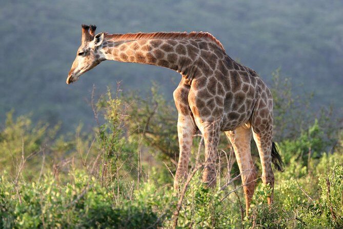 Richards Bay Shore Excursion: Private Small Group Hluhluwe Safari - An In-Depth Look at the Hluhluwe Safari Experience