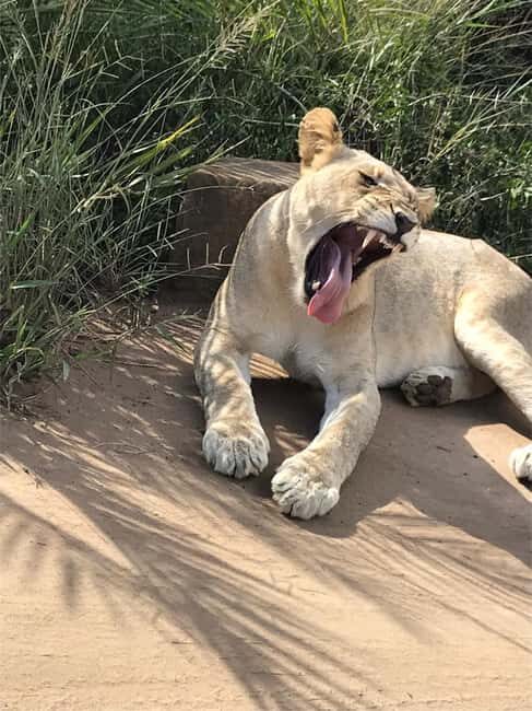 Richards Bay to Hluhluwe-Imfolozi Park Safari Full Day Tour - A Detailed Look at the Tour Experience