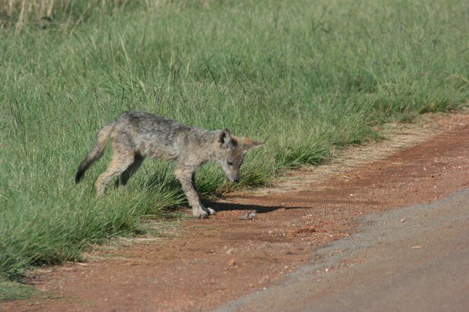 Rietvlei Nature Reserve half-day tour from Pretoria, every TUESDAY - FAQ