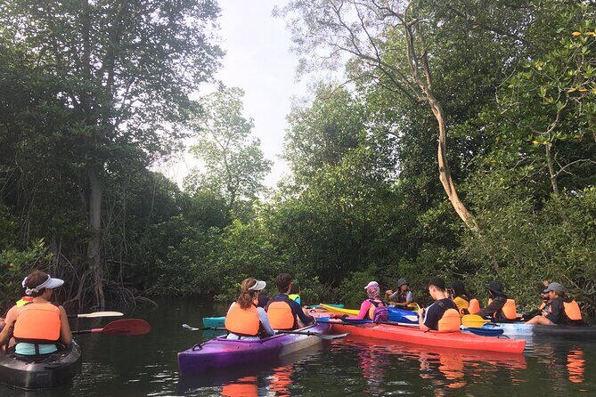 River Exploration and Mangrove Nature Tour by kayaking - Why This Tour Offers Real Value