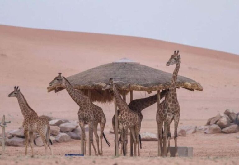 Riyadh: Nofa Wildlife Park Safari Private Tour - Final Thoughts: Is It Worth It?